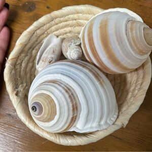 Nine piece seashell lot. Decorative seashells.